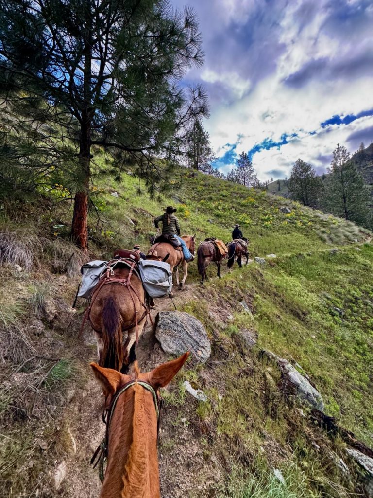 Pack horses traveling through steep mountain trail near Salmon River Idaho, backcountry trip to Shepp Ranch with riders in rugged terrain